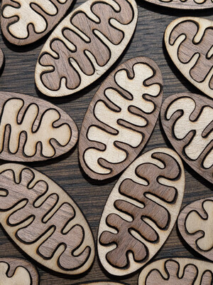 Aimants mitochondries 002