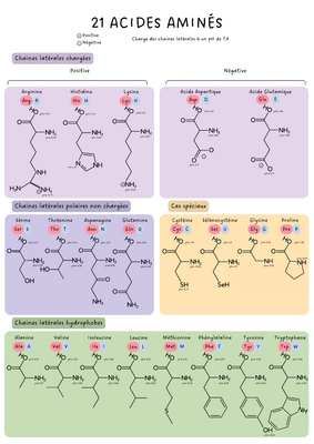 acides amines