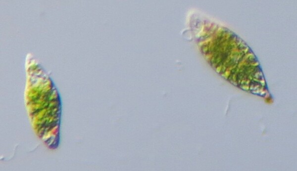  Euglena