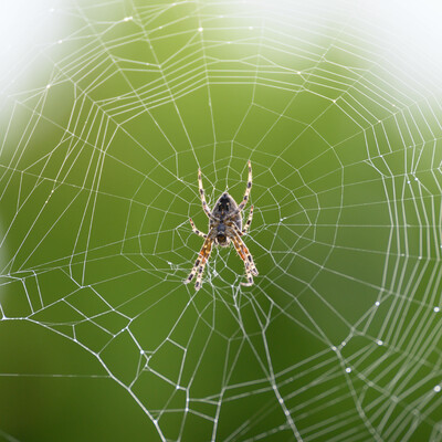 une toile d'araignée
