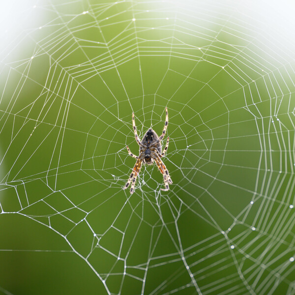 une toile d'araignée